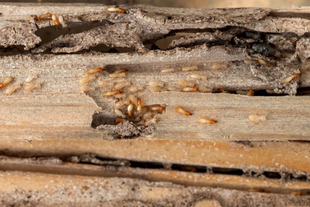 Best Pest Removal Services  in Duluth, GA