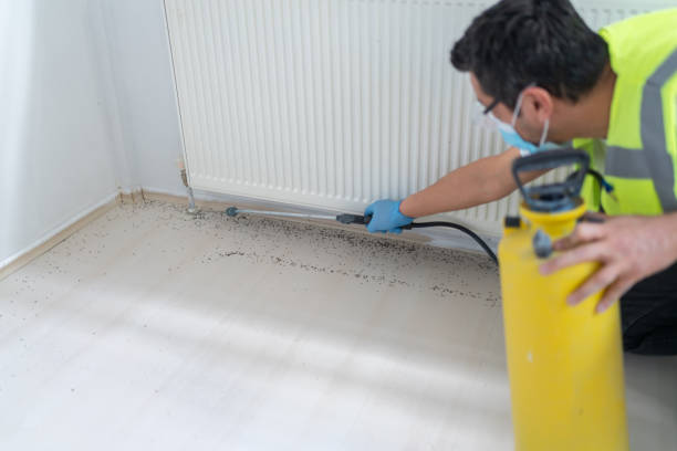 Wasp Removal Services in Duluth, GA