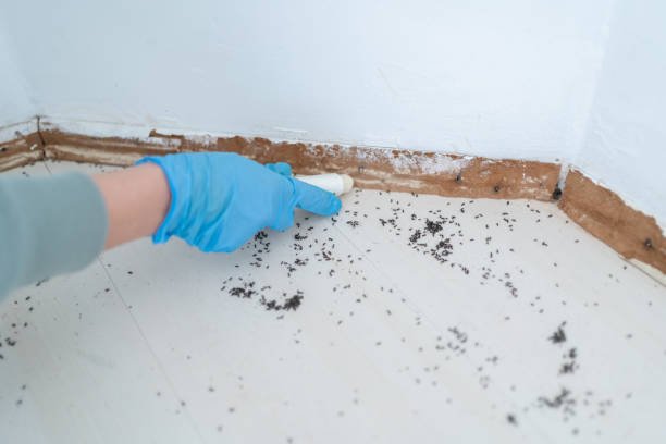 Professional Pest Control in Duluth, GA